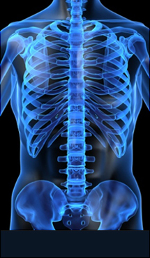대전자생한방병원 허리질환 척추측만증-정상적인 사람의 척추 모습입니다.